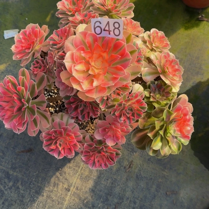 遇***燕00000000648少女心