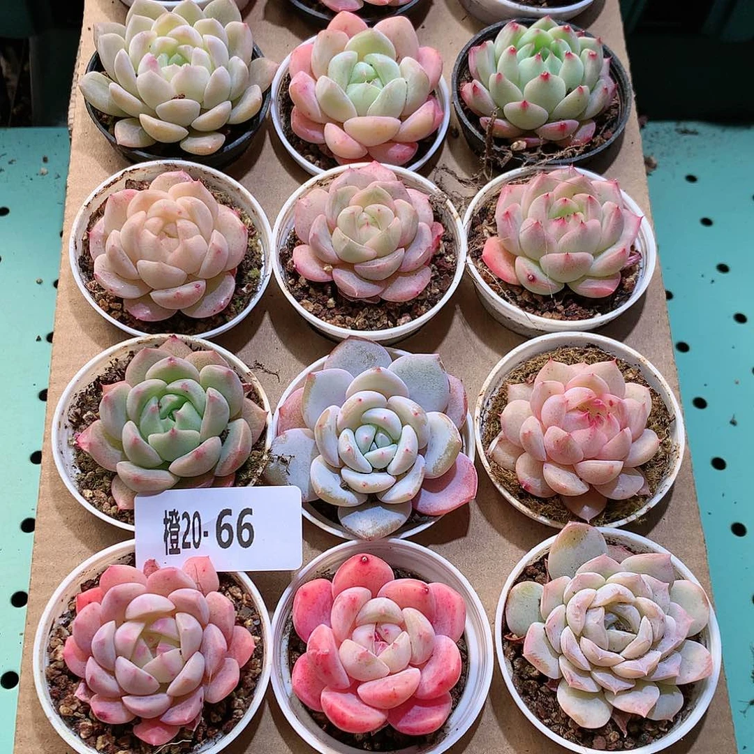 20-66一物一拍带盆18颗。