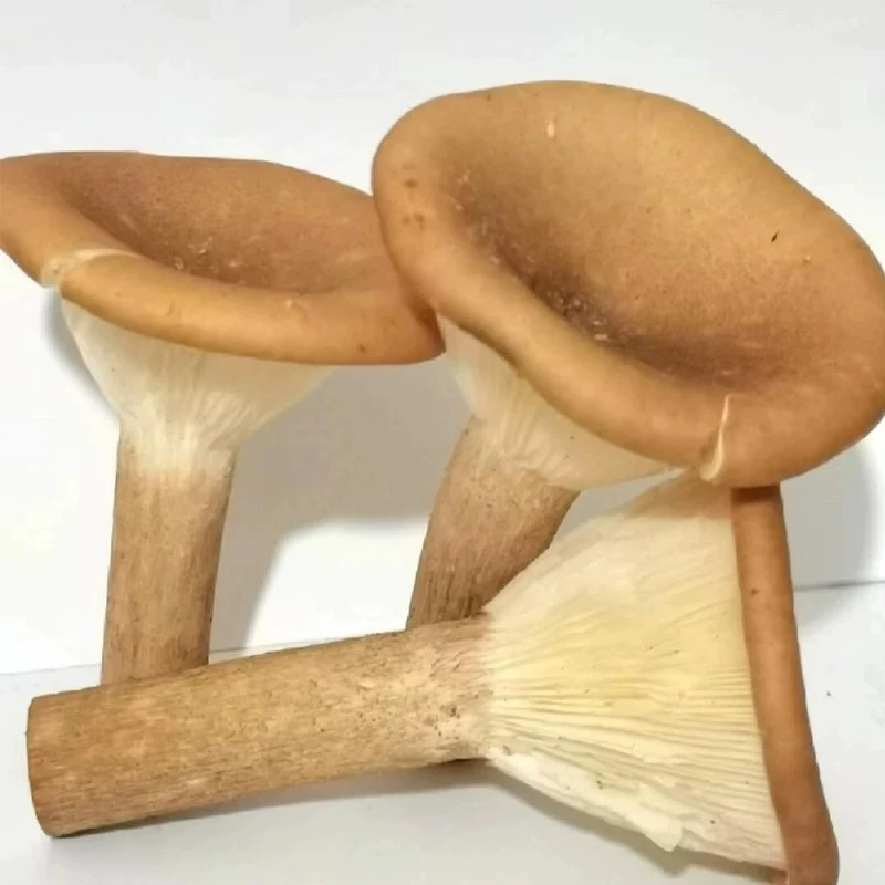 云南高山特产山珍  野生猪肚菌  农家采摘晾晒干货