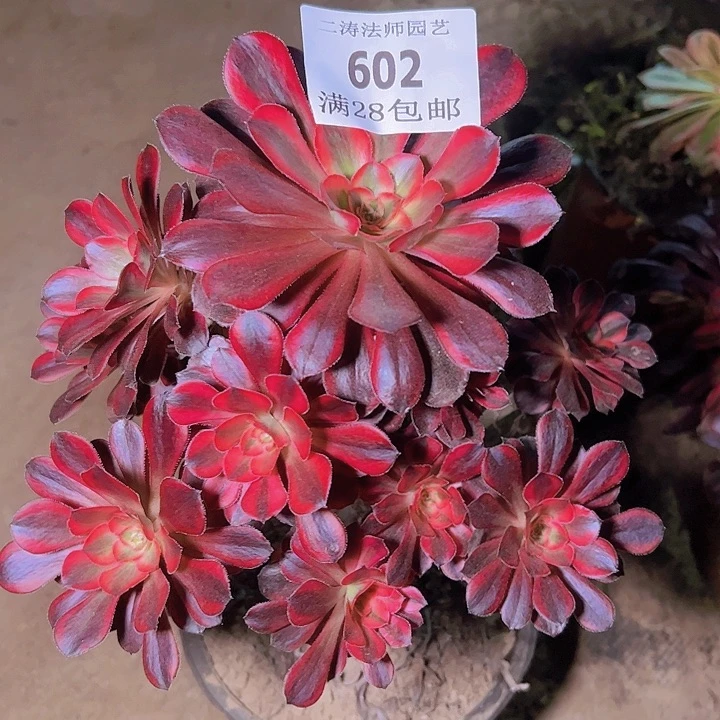 602丽娜多肉植物老桩