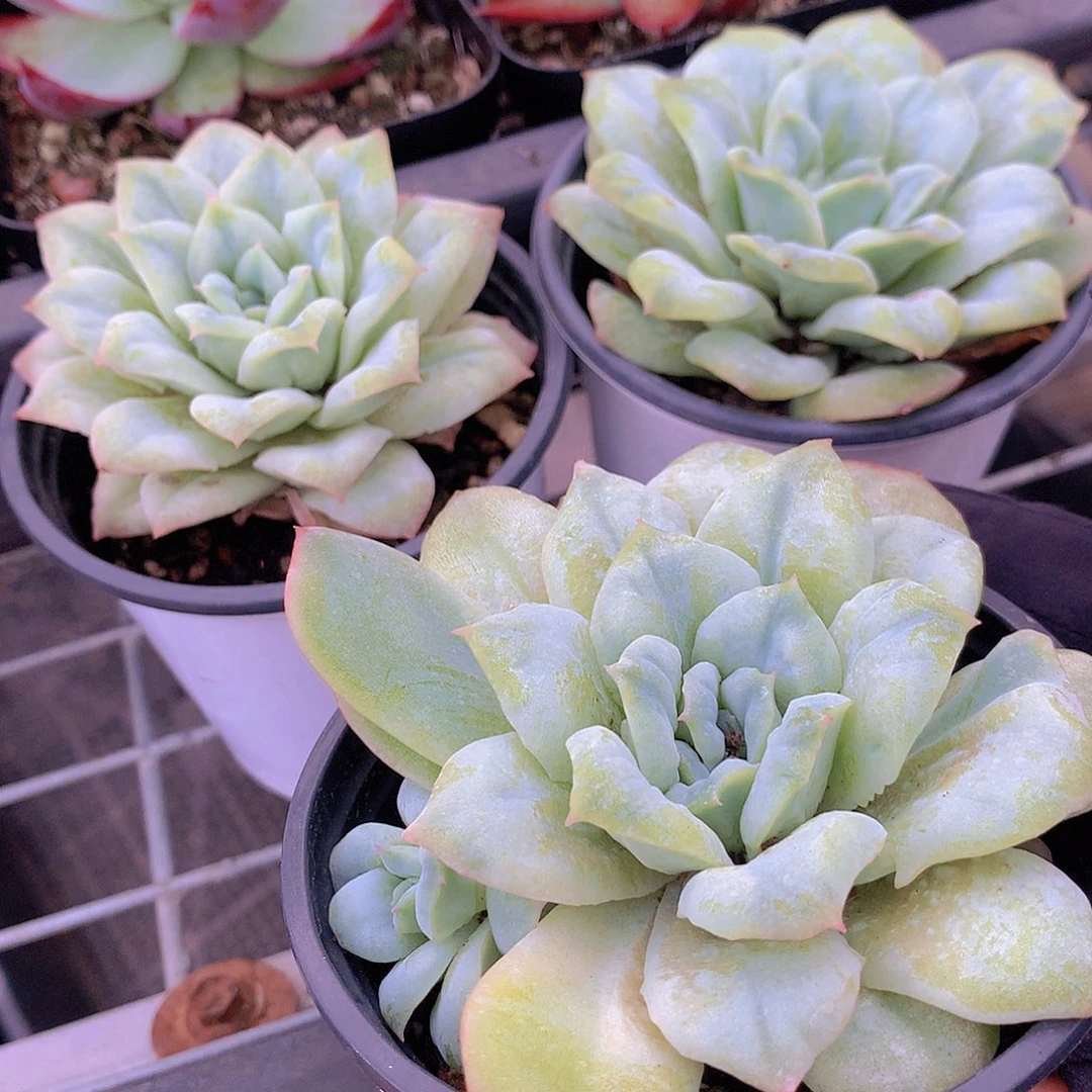 泡泡纱裙3456789999990