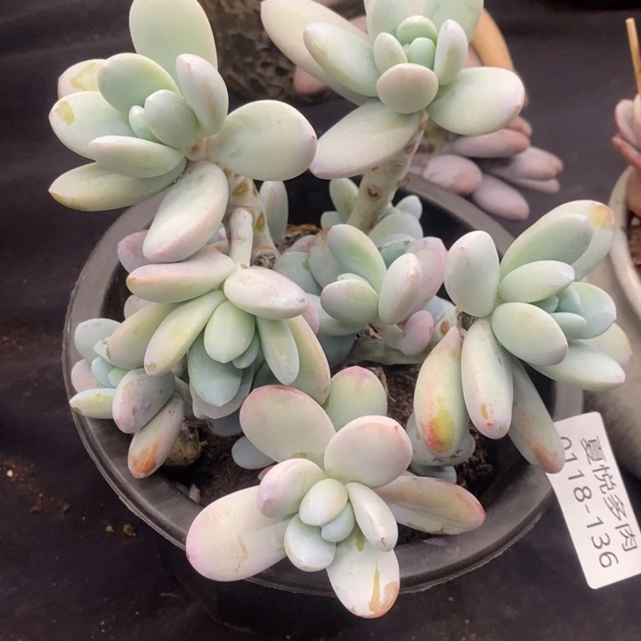 夏悦多肉0118-136雪美人