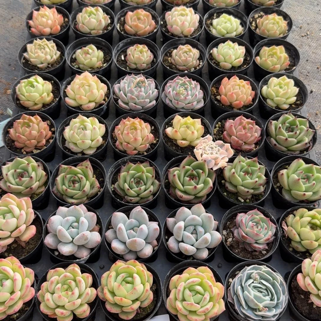 多肉杂交一物一拍11-136