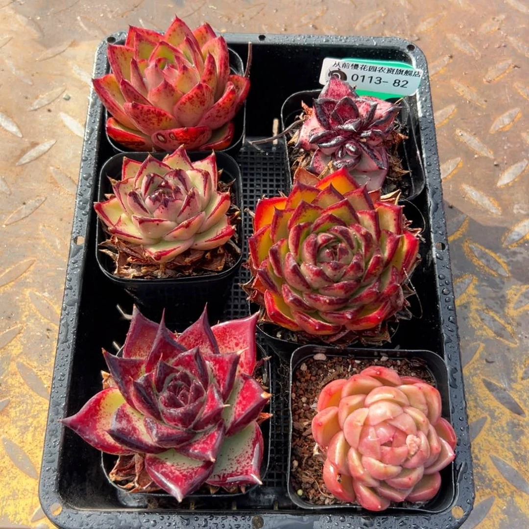 多肉一物一拍0113.82