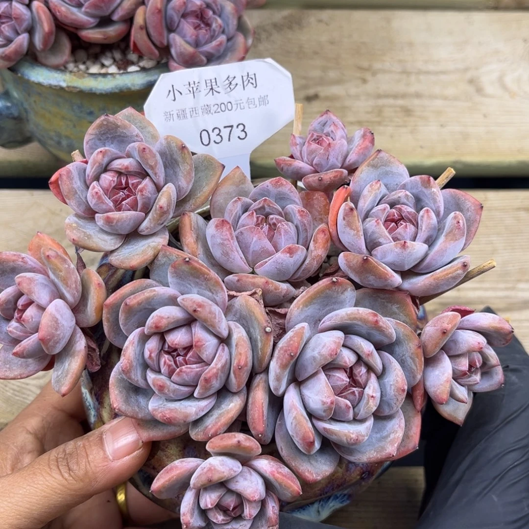 紫皮紫心373/16cm9头