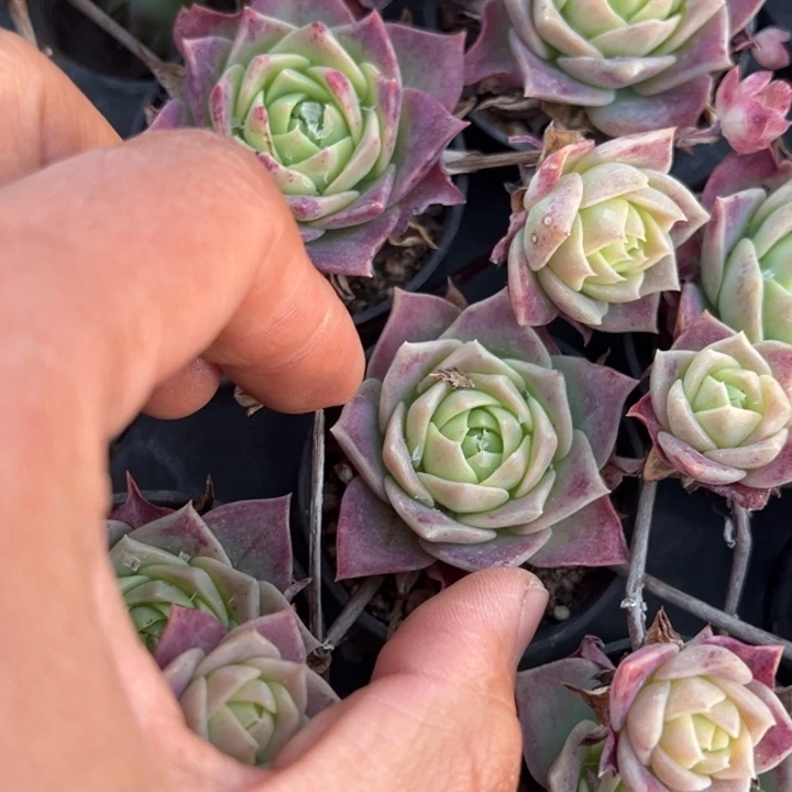 翡翠塔一颗量拍多肉满20包邮