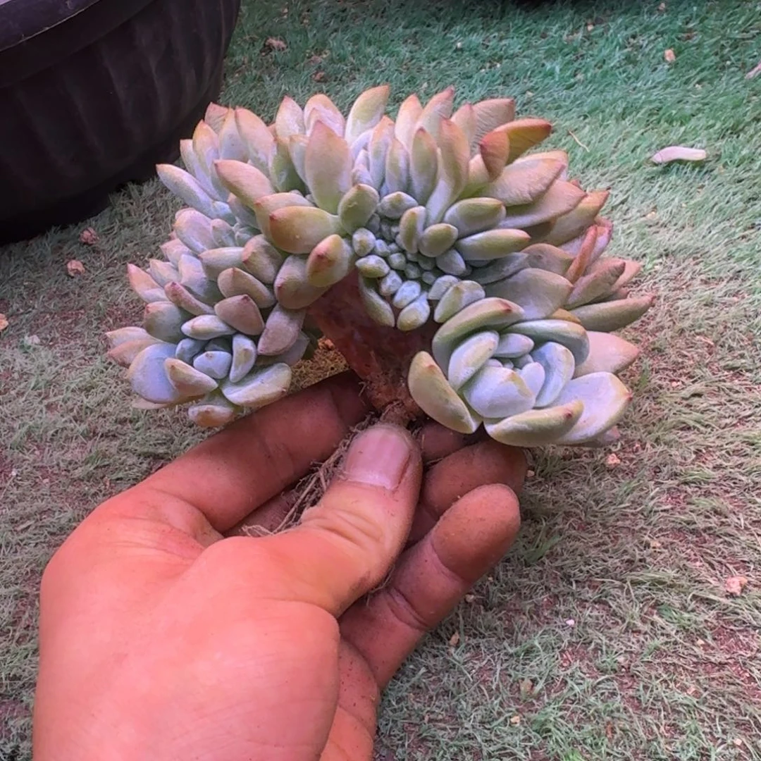 星影树缀无砍多肉