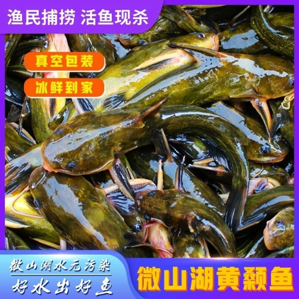 （黄辣丁改价链接）微山湖野黄辣丁昂刺鱼（顺丰包邮）