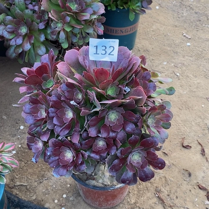 132柠檬玫瑰多肉