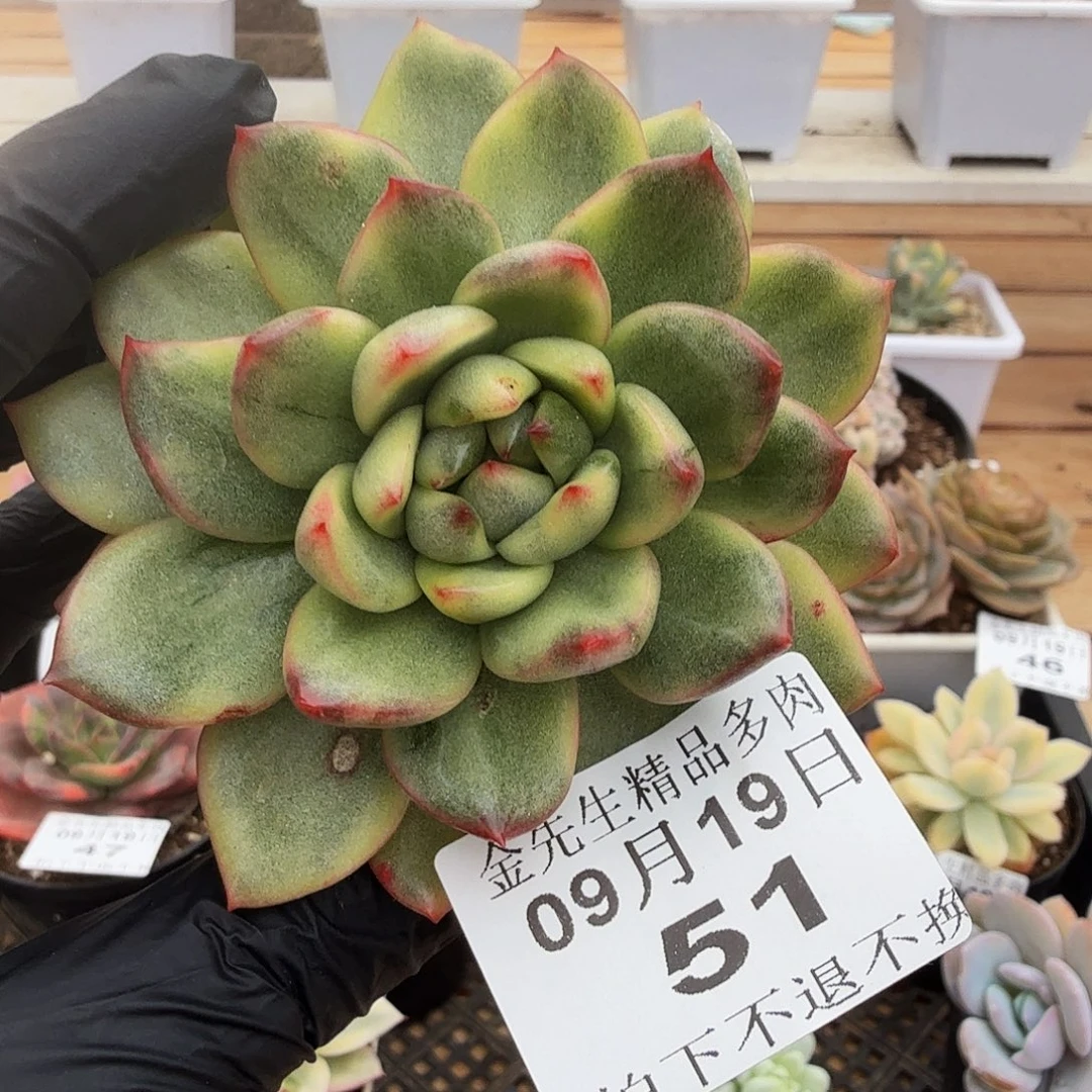 0919-51紫玉锦单头