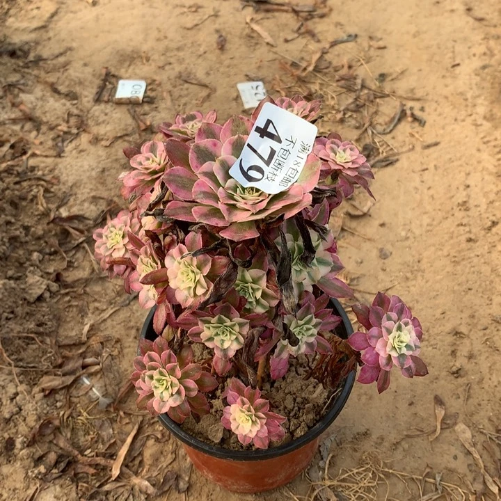 479铜壶白手捧3号棚