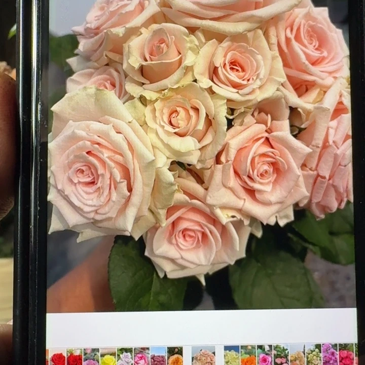 无花朵甜蜜白云岩小苗