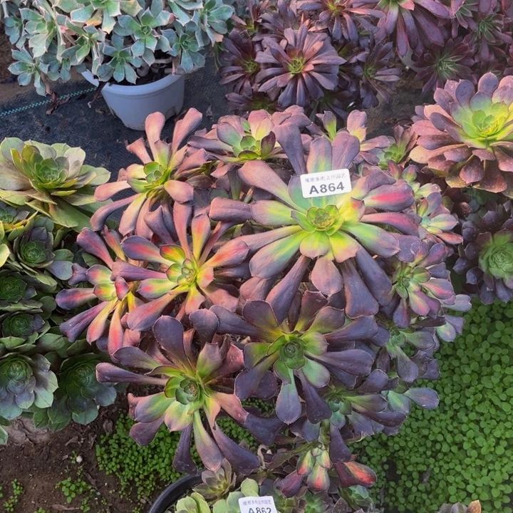 864 多肉法师不包断枝