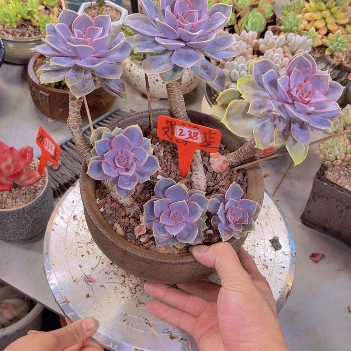 清*紫珍珠238多肉植物