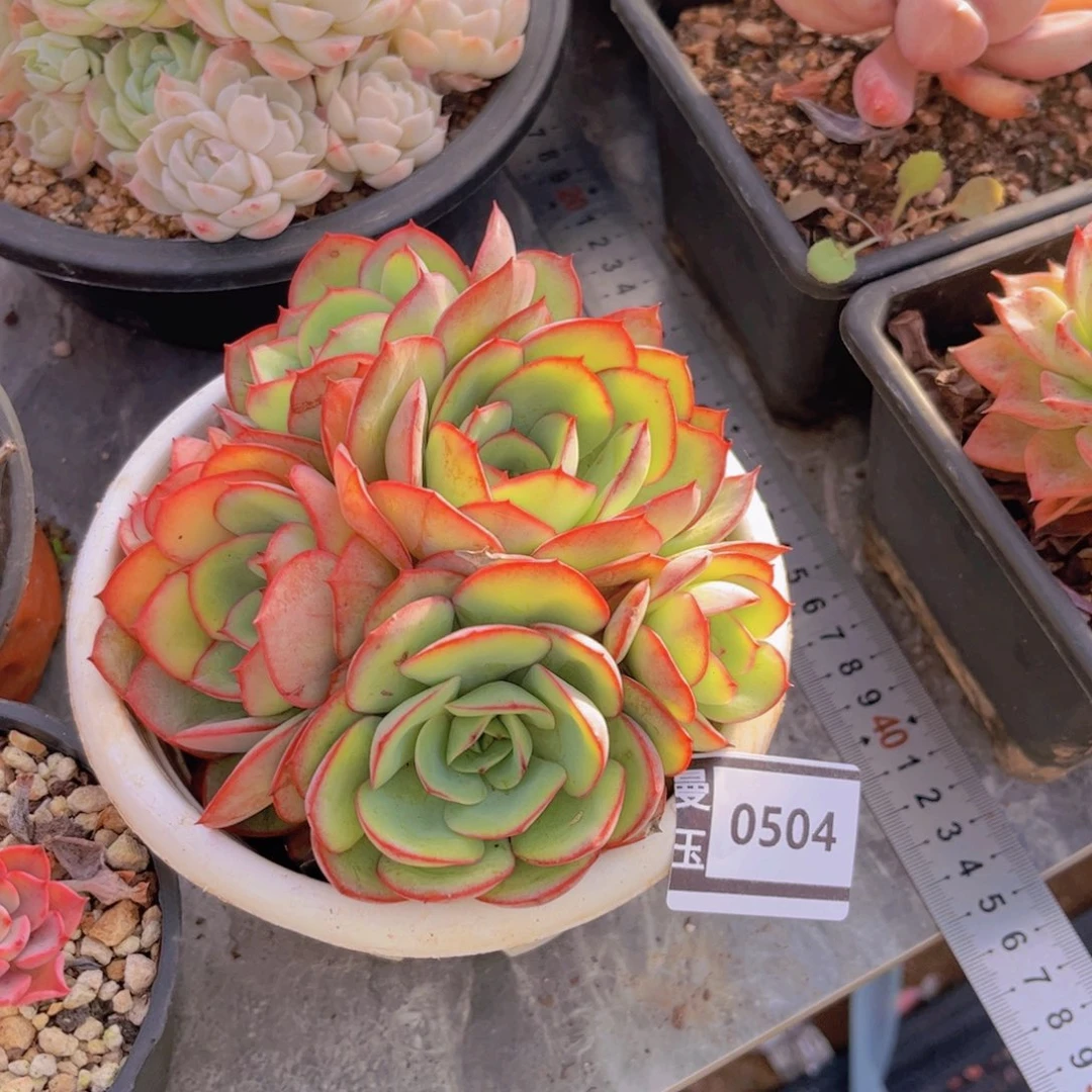 牡丹亭多肉植物0504