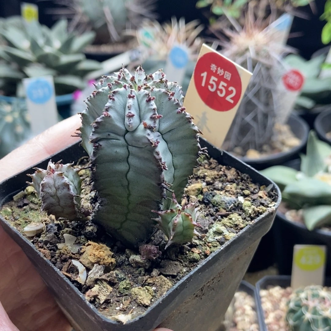 实生特白肌白衣魁伟玉群一颗