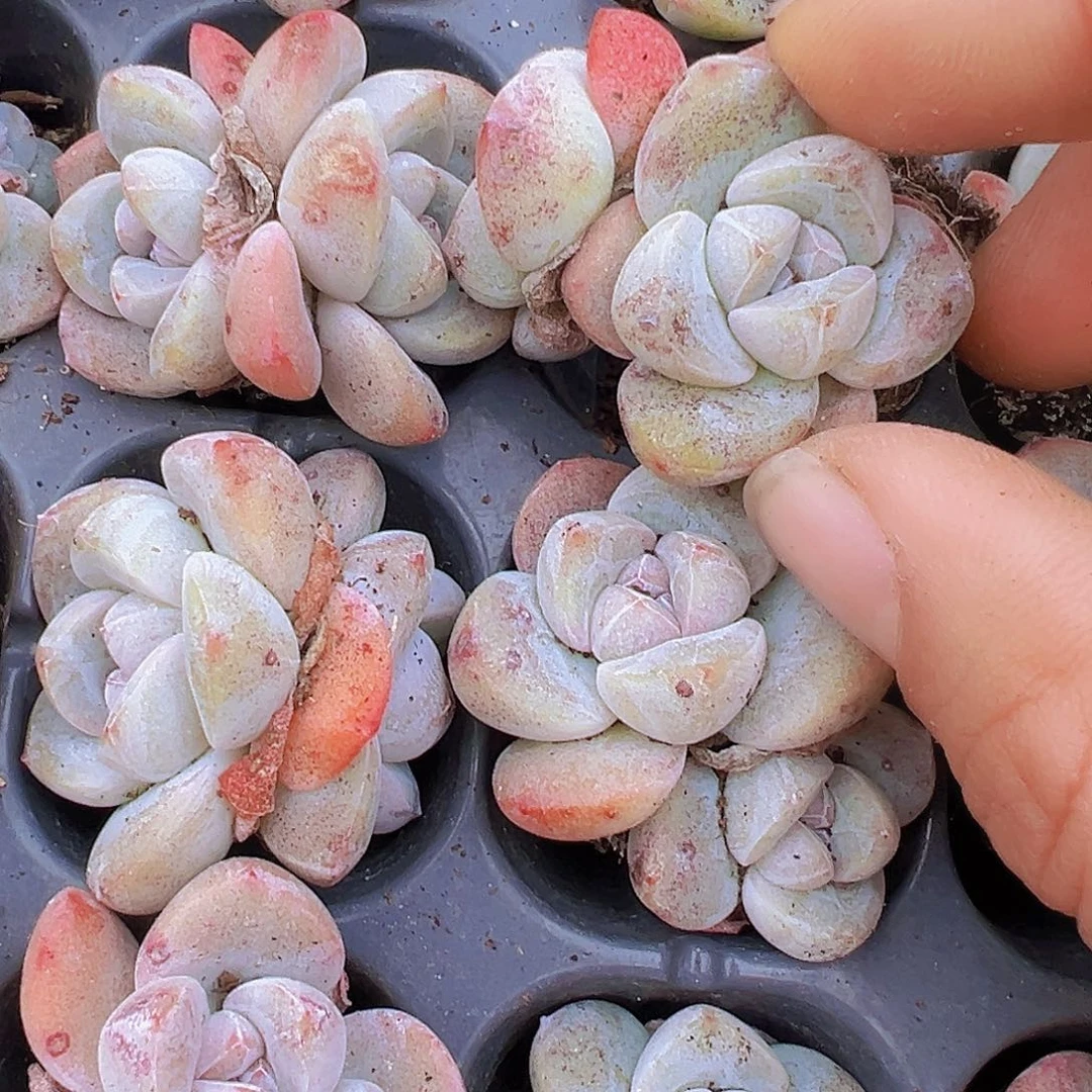 双头老冰玉苗7颗多肉
