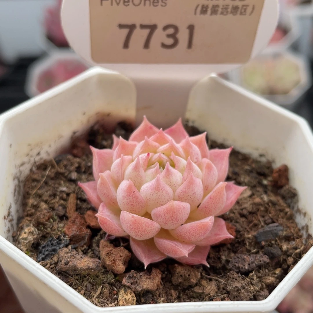 珠砂志7731-3.5厘米