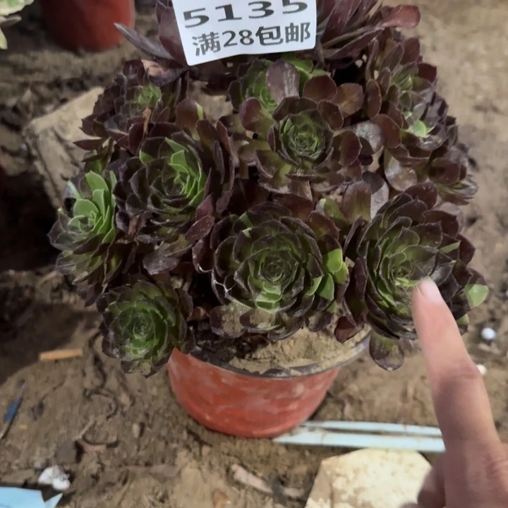 5135二号棚黑美人A