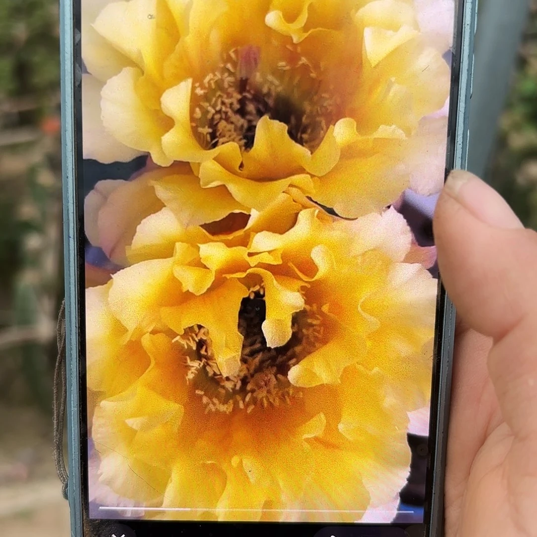 黄秀无根侧牙四五公分