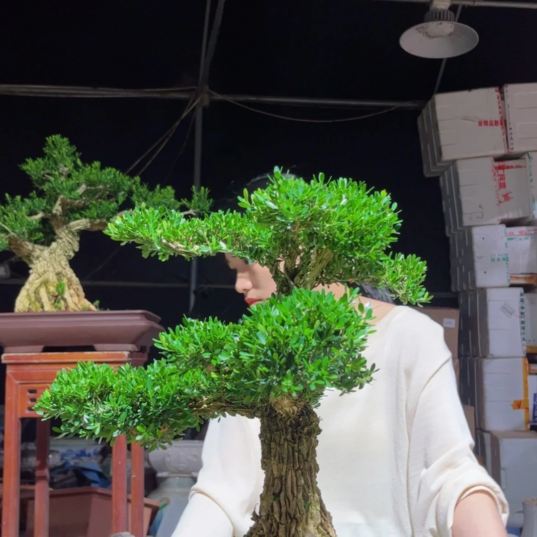 【闪购商品】当前无花朵，栽培后可花朵黄杨盆景