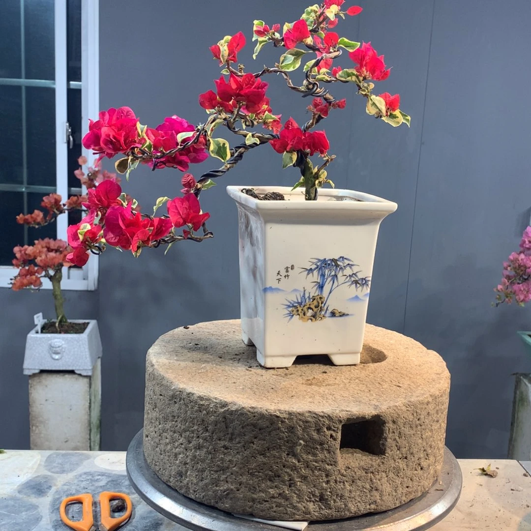 大量花朵（建议范围：8朵-15朵 或40%以上）