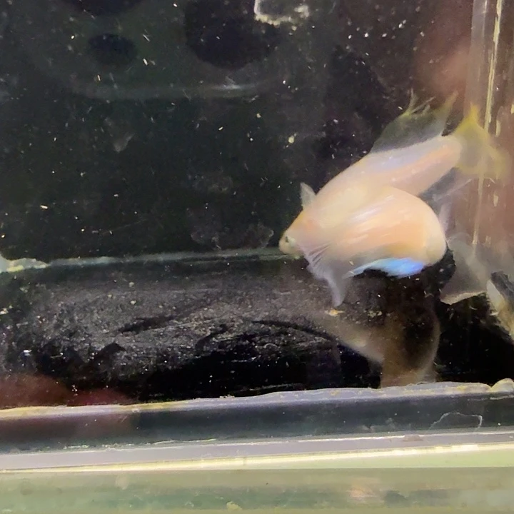 青鳉鱼一物一拍854