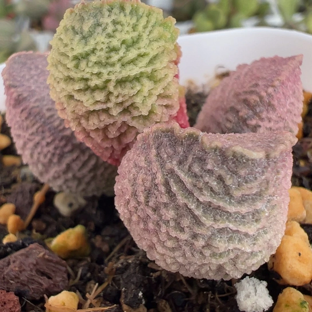 粉色岩层纹实生新品多肉植物水泡