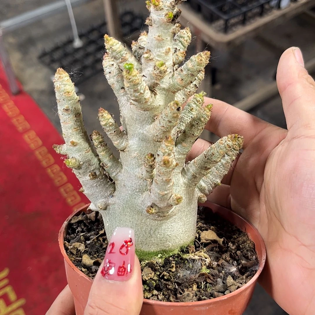 诸**草106985一物一拍不包售后