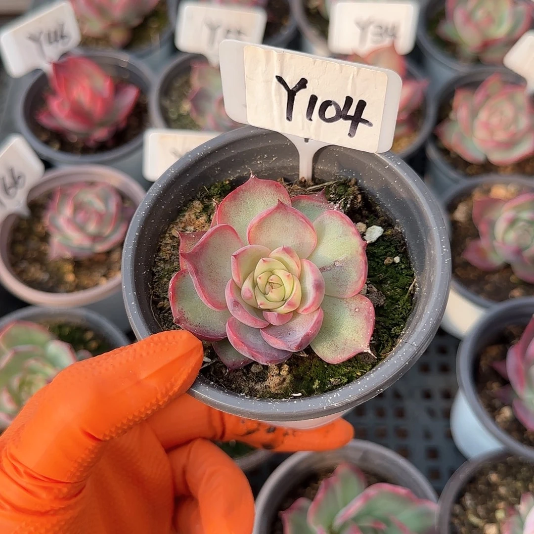 那*Y104惊鸿单头多肉