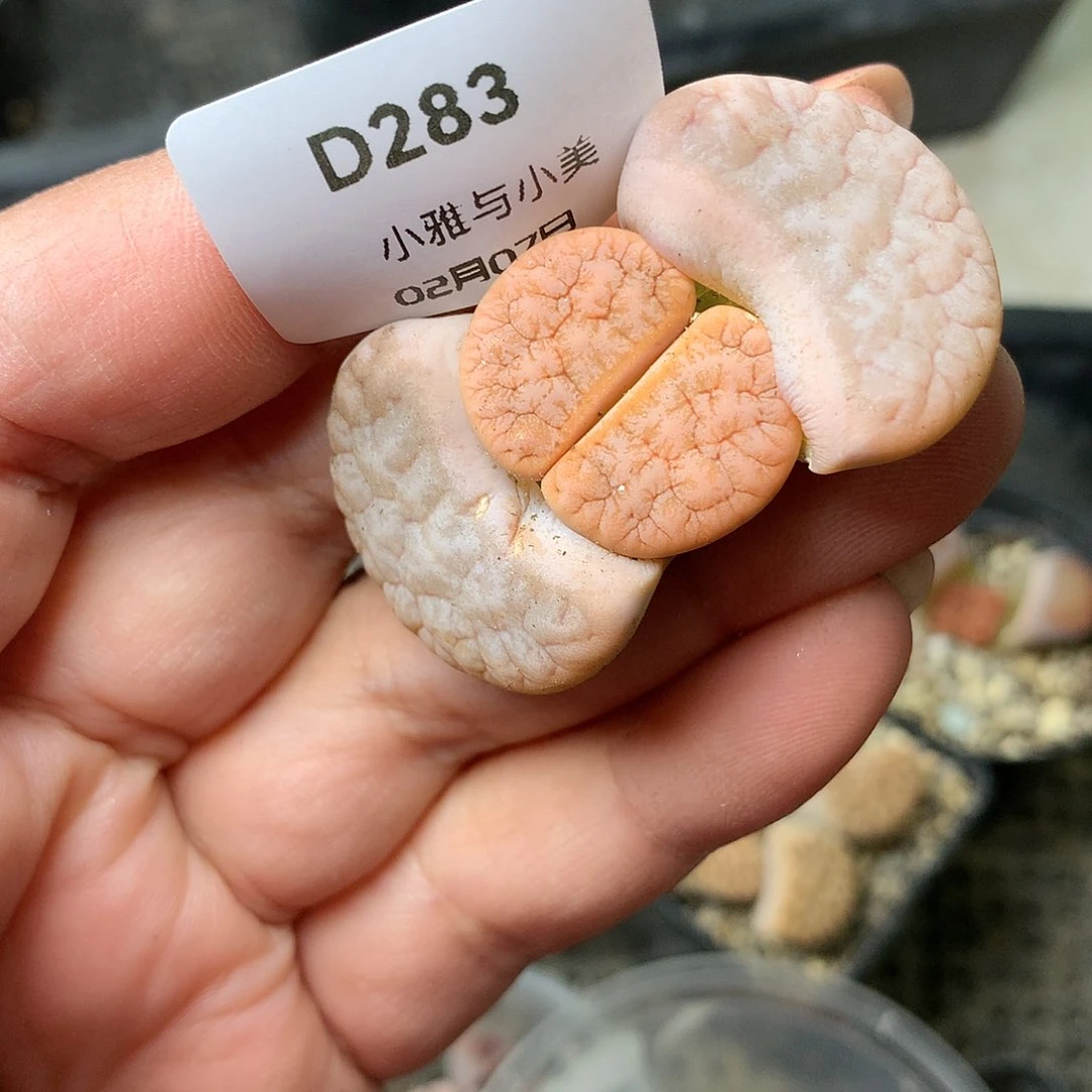 D283多肉植物保护研究所