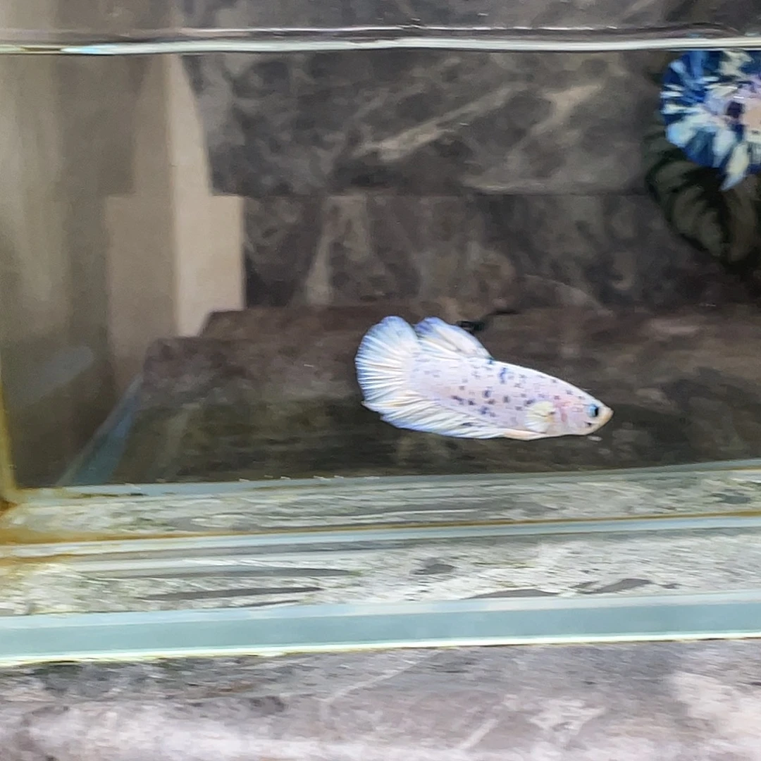 斗鱼育平斗鱼泰国斗鱼