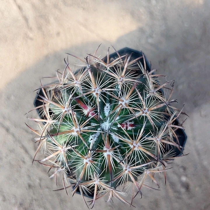 拐***牛零零落落零零落落来了
