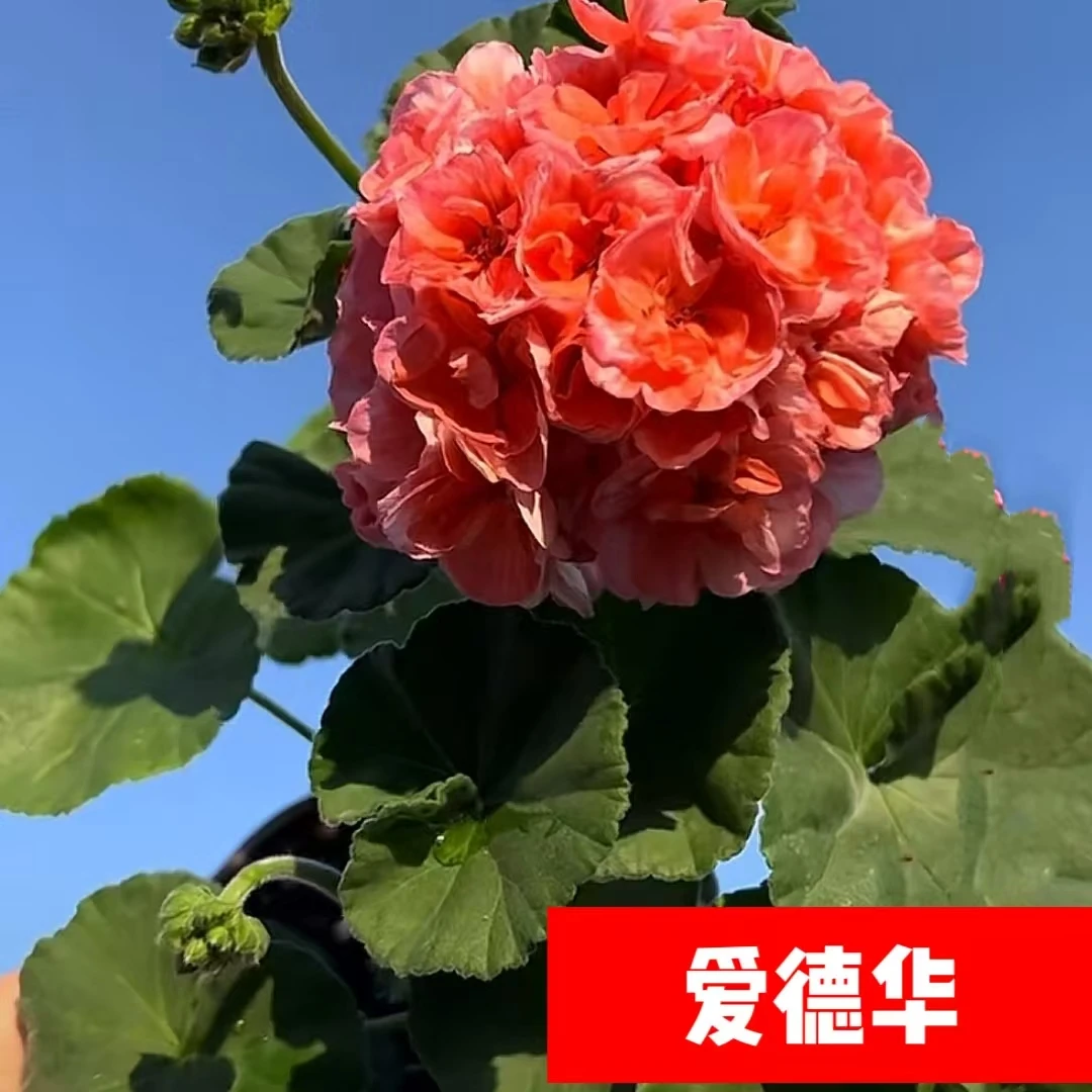天竺葵《爱德华》勤花品种四季开花品种