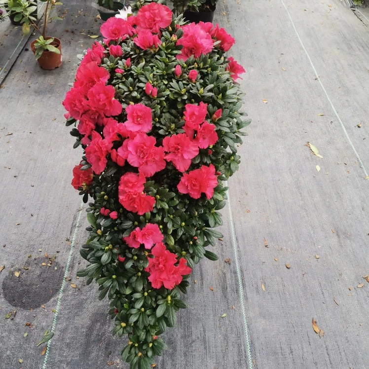 凤尾杜鹃悬崖杜鹃斜飘杜鹃高山流水造型杜鹃花