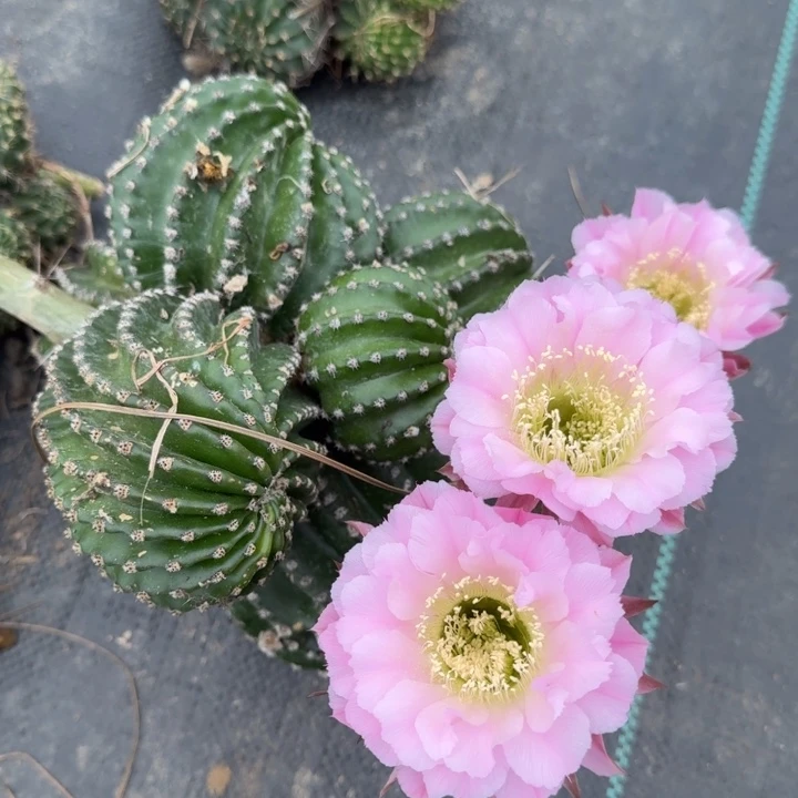 晴***里彩草仙人球群生一群663