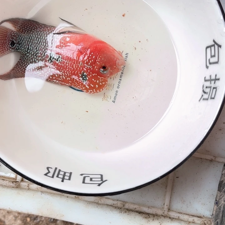 罗汉鱼07////////