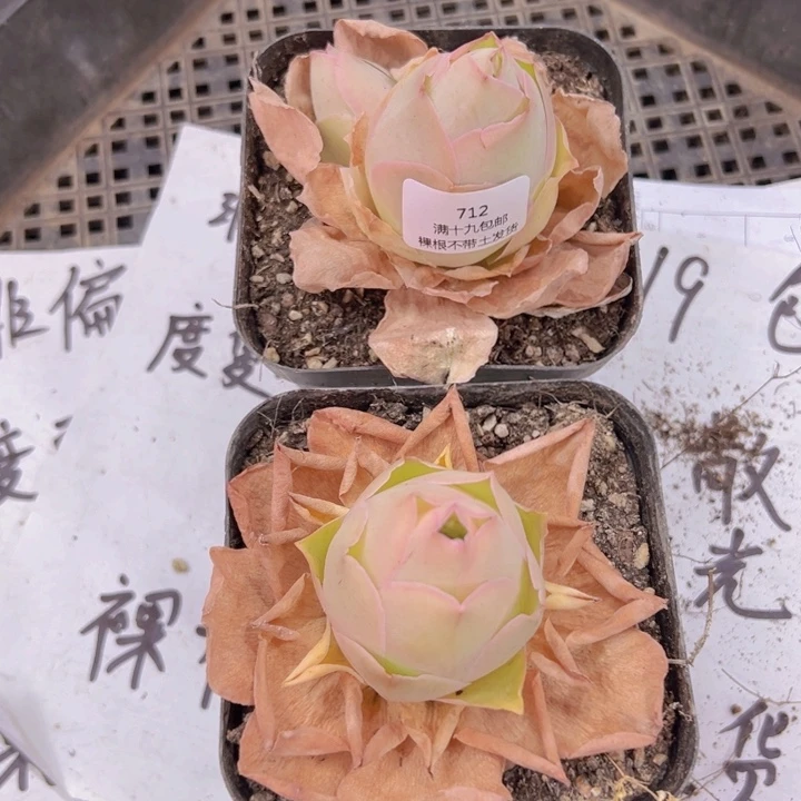 712 裸根不带土发货不包损