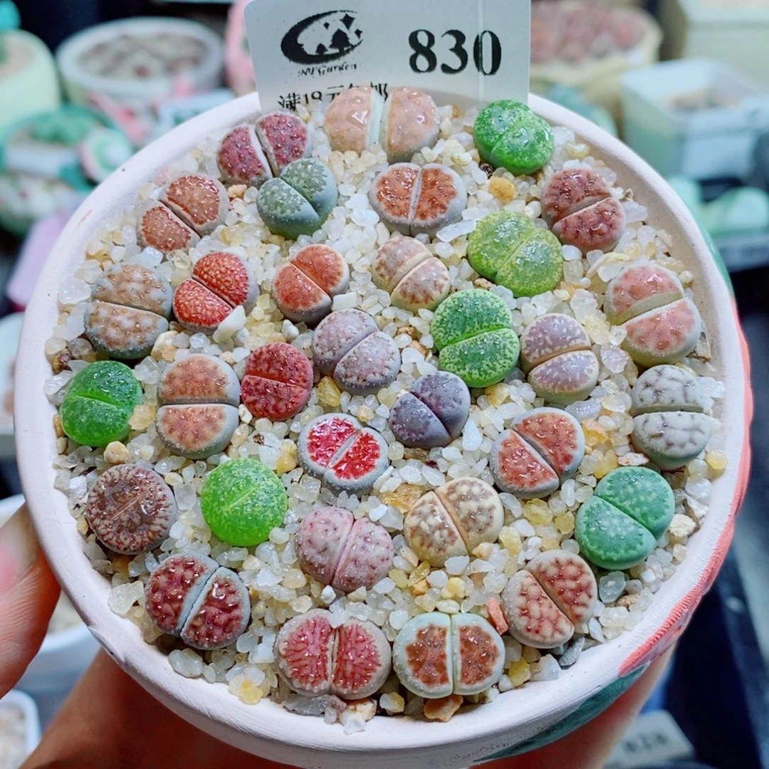 生石花花花花花花花花830