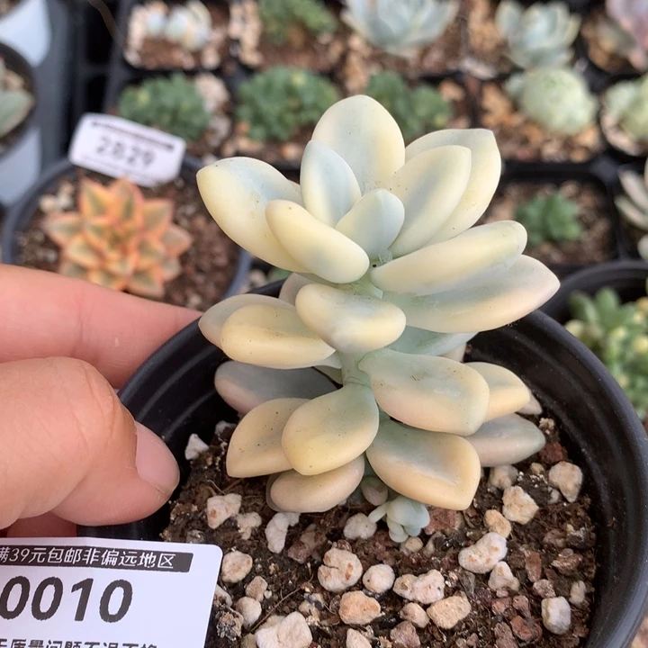 无花朵洛神锦多肉植物