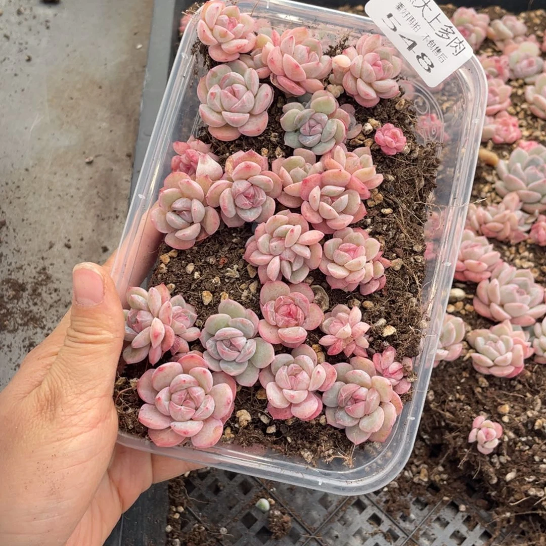 糕大上多肉植物548