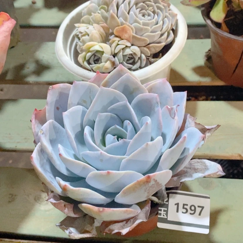 【闪购商品】多肉白莲1597