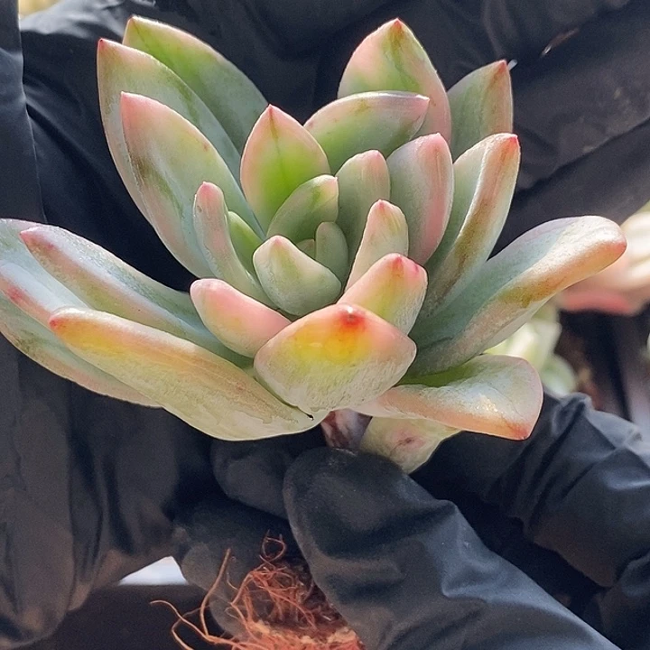 霜之朝锦多肉植物