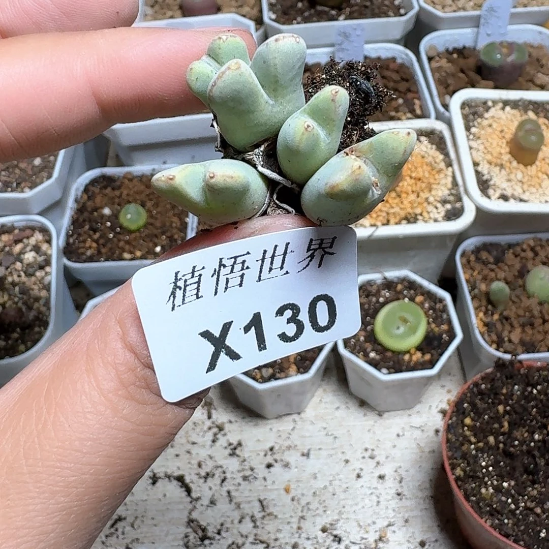 130家多肉植物哇f f