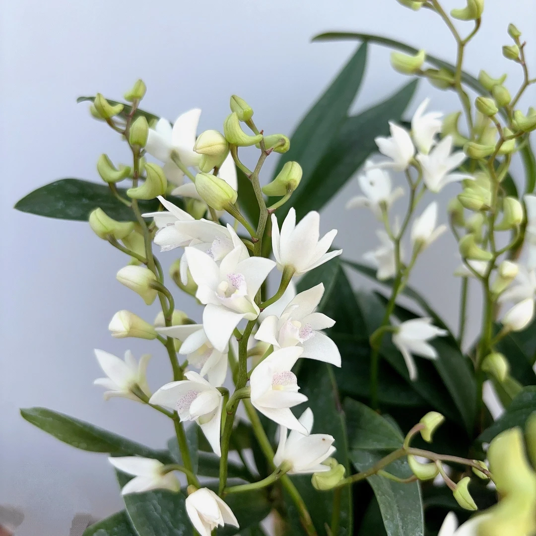 白色澳洲石斛（小盆） 耐寒好养室内 云南鲜花绿植