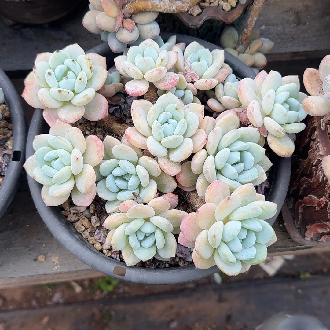 14头老桩冷香呀呀呀