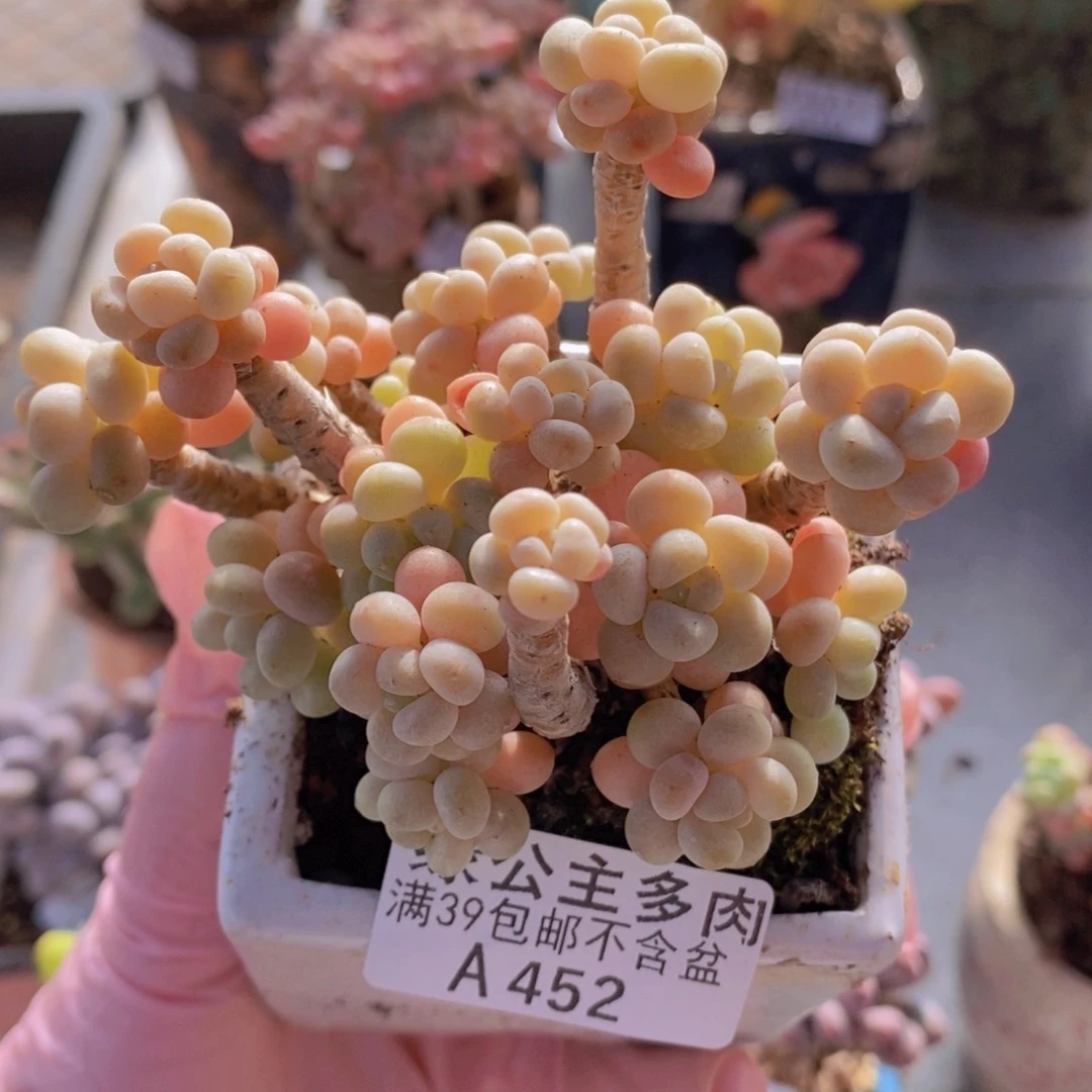 鱼子酱老桩9cm452多肉