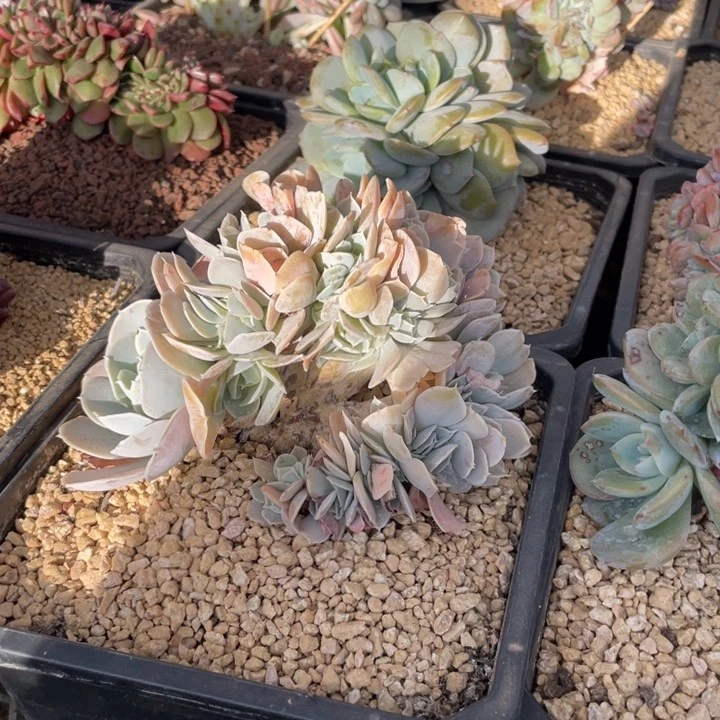 【闪购商品】圣卡洛斯