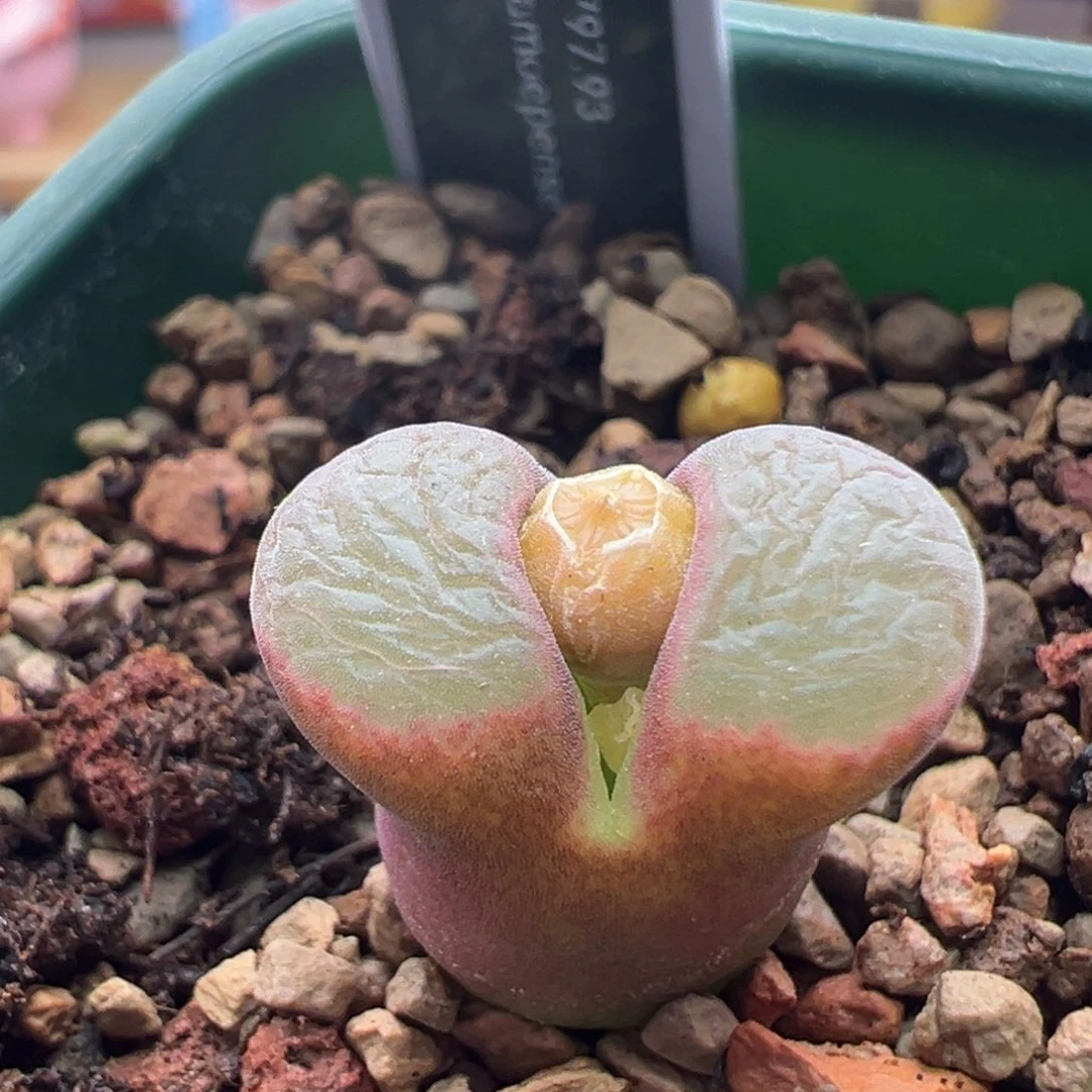 965。稀有编号1797.93特粉斑马风铃