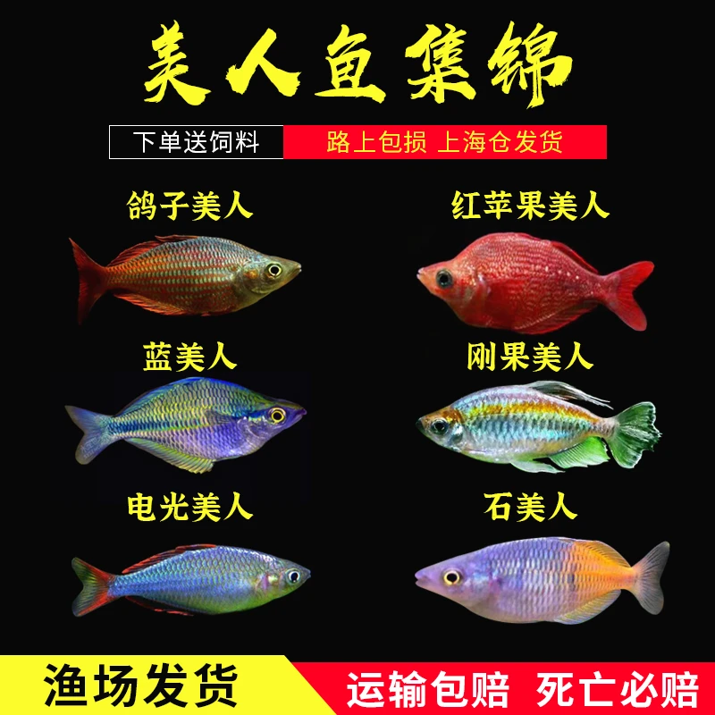 电光美人鱼石美人刚果美人蓝美人电光球观赏鱼热带鱼